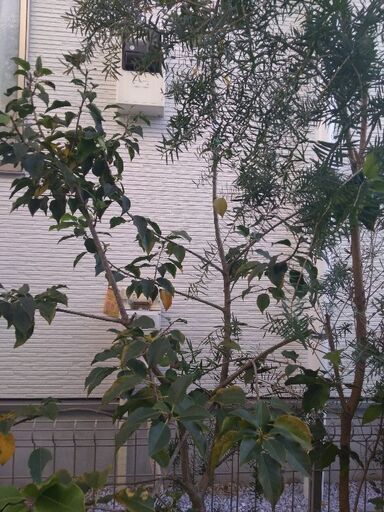 植木ソヨゴ フイリマサキ シラカシなど庭木７本 イシス 東久留米のその他の中古あげます 譲ります ジモティーで不用品の処分