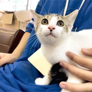 11月24日(日) 猫の譲渡会 名古屋市守山区 動物医療センター...