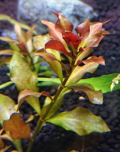 ルドウィジア グランデュローサ 水草アクアリウム熱帯魚ネイチャールドヴィジア ルドビジア ルドビィジアルドビジアグランデローサ ジモティーアクア 宮之阪のその他の中古あげます 譲ります ジモティーで不用品の処分