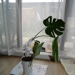 観葉植物　モンステラ　65cm