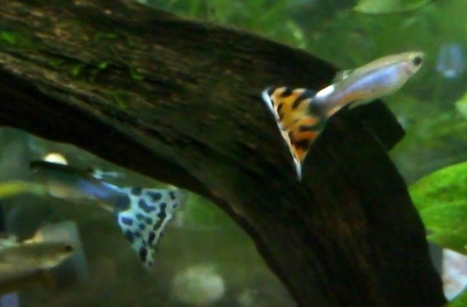 5 29 説明文更新アイボリーターコイズモザイク プラチナアクアマリンブルーモザイク のf1成魚 2匹 4匹 500円 熱 すー 雁ノ巣のその他の中古あげます 譲ります ジモティーで不用品の処分 5 29 説明文更新アイボリーターコイズモザイク プラチナアクアマリンブルーモザイク のf1成魚 2匹 4匹 500円 熱 すー 雁ノ巣のその他の中古あげます 譲ります ジモティーで不用品の処分