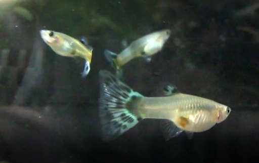 5 29 説明文更新アイボリーターコイズモザイク プラチナアクアマリンブルーモザイク のf1成魚 2匹 4匹 500円 熱 すー 雁ノ巣のその他の中古あげます 譲ります ジモティーで不用品の処分 5 29 説明文更新アイボリーターコイズモザイク プラチナアクアマリンブルーモザイク のf1成魚 2匹 4匹 500円 熱 すー 雁ノ巣のその他の中古あげます 譲ります ジモティーで不用品の処分