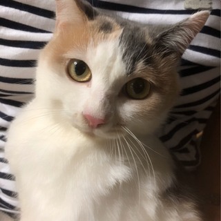 愛知県 春日井市のメス メス 猫の里親募集 ジモティー