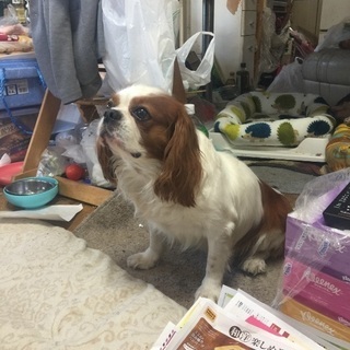 犬2匹の里親募集です 村谷耕 武蔵野台のその他の里親募集 ジモティー 犬2匹の里親募集です 村谷耕 武蔵野台のその他の里親募集 ジモティー