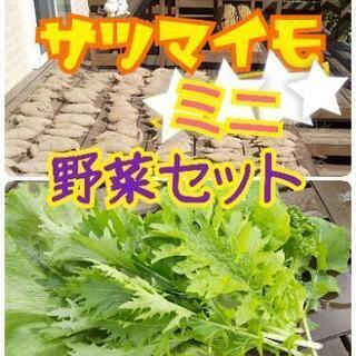 ミニ野菜セット【よねベジ】完全予約制 野菜販売中