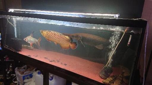 1800水槽アクリル アロワナやエイ等に