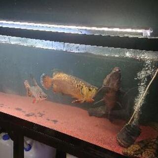 その他 1800水槽アクリル アロワナやエイ等に