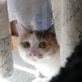 大きな目の三毛猫1才 - 猫