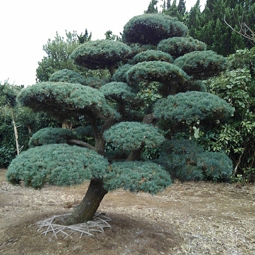 五葉松 移植物 仕立物　植木　庭木　造形　公園　庭園　会社　記念樹　千葉県発　現物確認対応