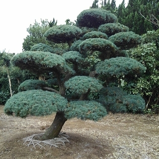 五葉松 移植物 仕立物 植木 庭木 造形 公園 庭園 会社 記念樹 五葉松 移植物 仕立物 植木 庭木 造形 公園 庭園 会社 記念樹