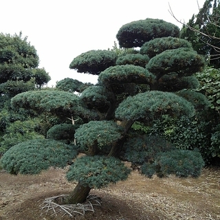 五葉松 移植物 仕立物　植木　庭木　造形　公園　庭園　会社　記念樹　千葉県発　現物確認対応