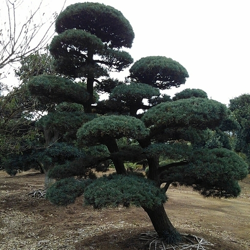五葉松 移植物 仕立物　植木　庭木　造形　公園　庭園　会社　記念樹　千葉県発　現物確認対応 五葉松 移植物 仕立物 植木 庭木 造形 公園 庭園 会社 記念樹 千葉県発