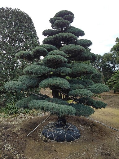 根巻き済み 五葉松 即納対応可能 仕立物　植木　庭木　造形　公園　庭園　会社　記念樹　千葉県発　現物確認対応 盆栽