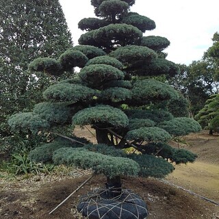 根巻き済み 五葉松 即納対応可能 仕立物 植木 庭木 造形 公園 庭園 