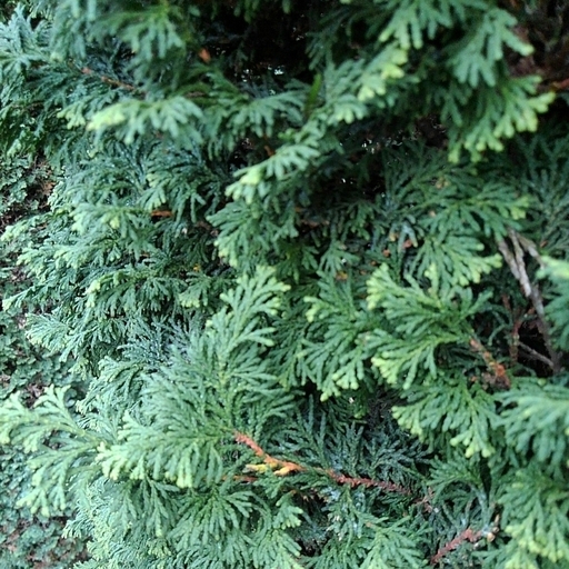 チャボヒバ 仕立物 植木 庭木 公園 庭園 会社 千葉県発 現物確認対応