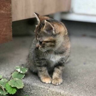 【里親募集】2ヶ月くらいの子猫 - 米子市