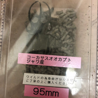 商談成立 コーカサスオオカブト ジャワ産 95mm