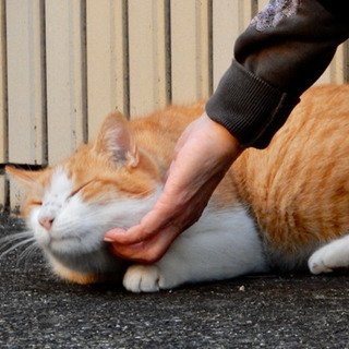 サクラ 里親募集中！