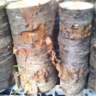 薪割りしたい方に！広葉樹ヤマザクラの玉切り丸太。長さ29cm程度。軽