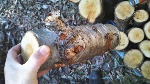薪割りしたい方に！広葉樹ヤマザクラの玉切り丸太。長さ29cm