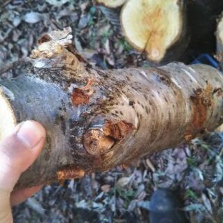 薪割りしたい方に！広葉樹ヤマザクラの玉切り丸太。長さ29cm程度。軽