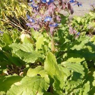 花が咲いています。お菓子の飾りにボジリいりませんか