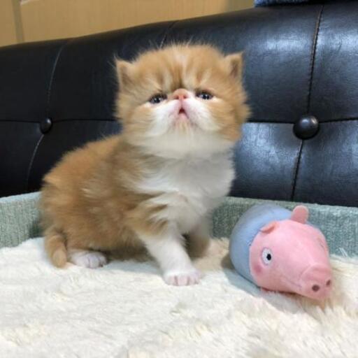 エキゾチックショートヘアの男の子長男君 Momoco 成田空港 第１旅客ターミナル の猫の無料広告 無料掲載の掲示板 ジモティー