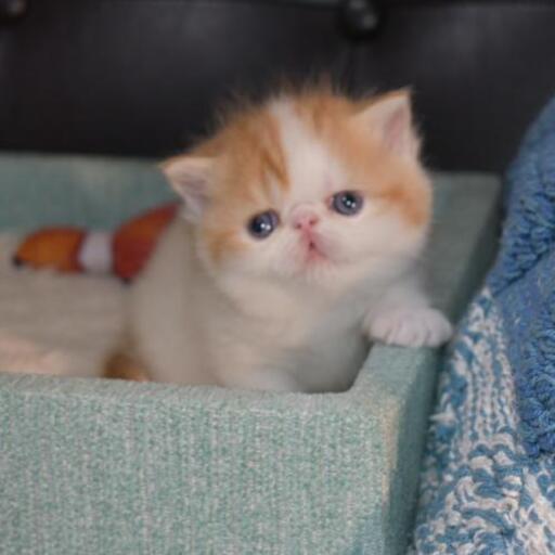 エキゾチックショートヘアの女の子次女ちゃん Momoco 東成田のペットの無料広告 無料掲載の掲示板 ジモティー