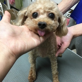 北海道 北見市の犬の里親募集 ジモティー