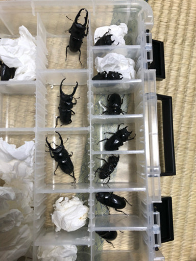 ネパレンシス ♂♀♀トリオ【新成虫】①