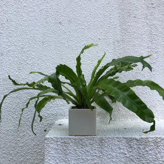 中古オオタニワタリが無料 格安で買える ジモティー