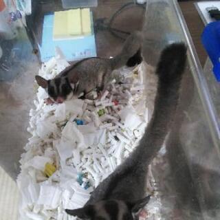 モモンガ♂♀ペアです❗