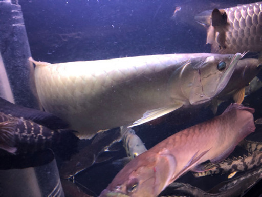 ワイルドシルバーアロワナ72センチ K企画 伏見のその他の中古あげます 譲ります ジモティーで不用品の処分