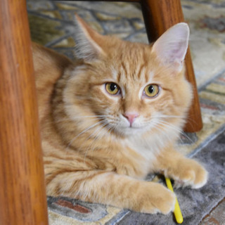 元気いっぱい3兄弟子猫 まめすけ 三浦海岸の猫の里親募集 ジモティー