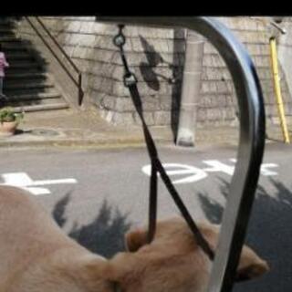 大型犬　トリミングテーブル