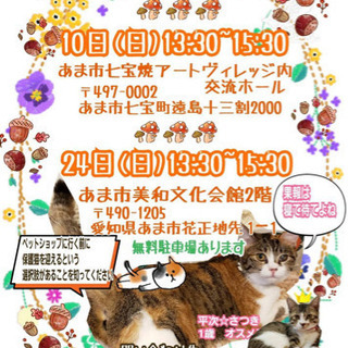 愛知県あま市で猫の大譲渡会！