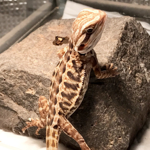 フトアゴヒゲトカゲ 里親 かかし 福岡のその他の里親募集 ジモティー フトアゴヒゲトカゲ 里親 かかし 福岡のその他の里親募集 ジモティー