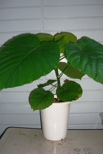 【お問い合わせ中】オシャレな観葉植物　鉢植えウンベラータ　育て方簡単　③