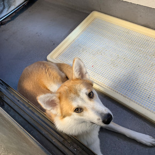 秋田犬と のmixの 生後11ヶ月 瑠 三郷のその他の里親募集 ジモティー 秋田犬と のmixの 生後11ヶ月 瑠 三郷のその他の里親募集 ジモティー