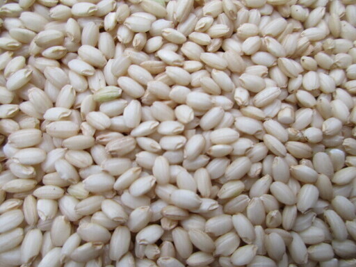 新米！山口県産ミヤタマモチ玄米３０ｋｇ【堆肥栽培！化成肥料不使用！阿東米・寝かせ玄米・発芽玄米・玄米食