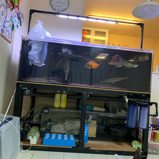 12/6(金)限定値下げ　1500×800×500 SF水槽 12/6(金)限定値下げ 1500×800×500 SF水槽