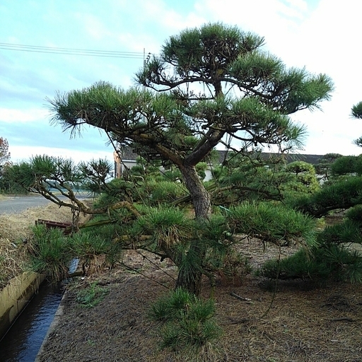 赤松アカマツ 自然形仕立物植木庭木造形公園庭園会社記念樹激安現物確認対応 (CZ) 八日市場のその他の中古あげます・譲ります｜ジモティーで不用品の処分