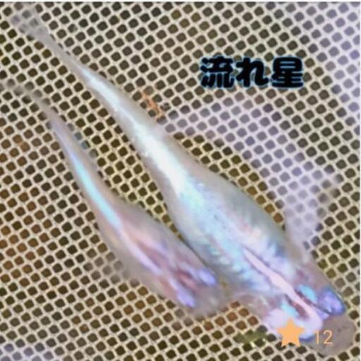 その他 高級メダカ 8000円 セット売り