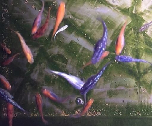 光メダカ無料配布 変異メダカ改良研究所 新清洲のその他の中古あげます 譲ります ジモティーで不用品の処分