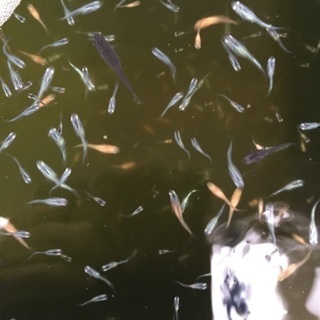 光メダカ無料配布 変異メダカ改良研究所 新清洲のその他の中古あげます 譲ります ジモティーで不用品の処分
