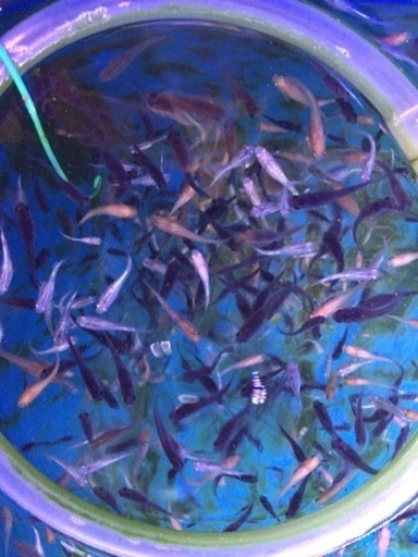 光メダカ無料配布 変異メダカ改良研究所 新清洲のその他の中古あげます 譲ります ジモティーで不用品の処分