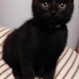 黒猫くん②里親さん募集 (北斗) 上市の猫の里親募集｜ジモティー
