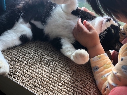 ハチワレ黒白猫 女の子 ゆっきー 取手の猫の里親募集 ジモティー