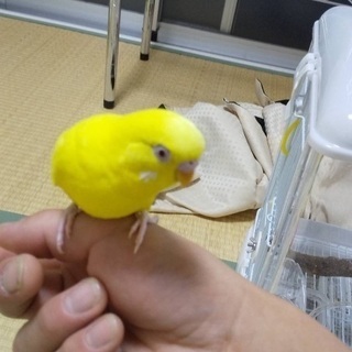 セキセイインコ里親募集