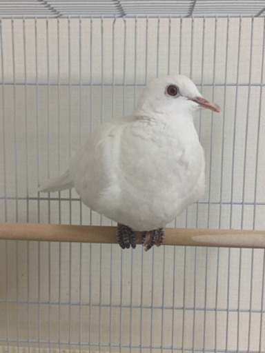 銀鳩の里親になってくれる方探しています 渡辺秀子 新百合ヶ丘のその他の里親募集 ジモティー 銀鳩の里親になってくれる方探しています 渡辺秀子 新百合ヶ丘のその他の里親募集 ジモティー